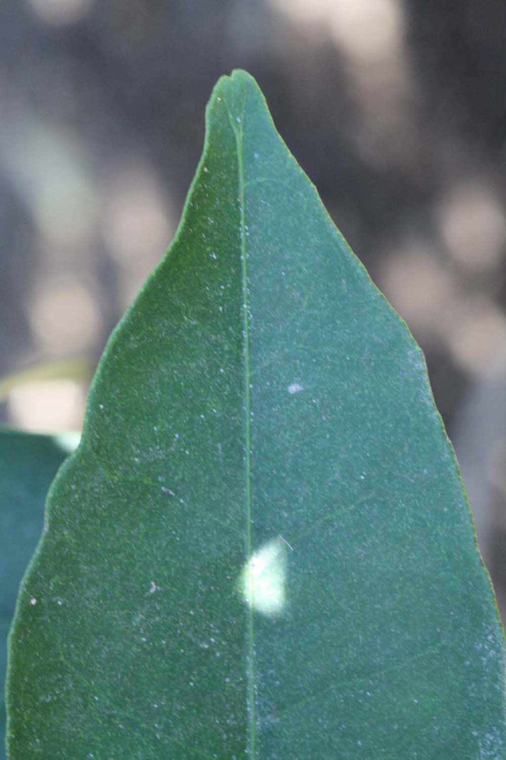              Margin (Riverside, CA)       